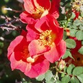 Austrian Copper Rose